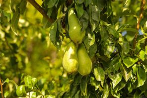 properties-photo-smale