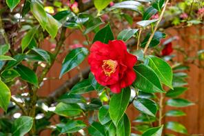 Property Photo 50