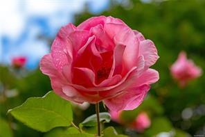 Property Photo 76