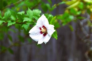 125 Maquinna Ave — listing photo 53 of 64