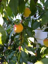 702 Hamilton Ave — listing photo 14 of 19