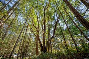 1157 Pickles Rd — listing photo 34 of 41