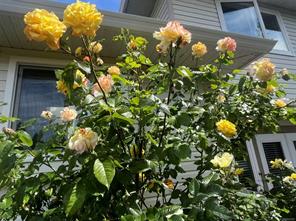 5999 Cathedral Cres — listing photo 42 of 44