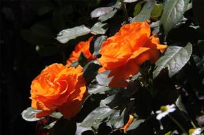 Photo 96
