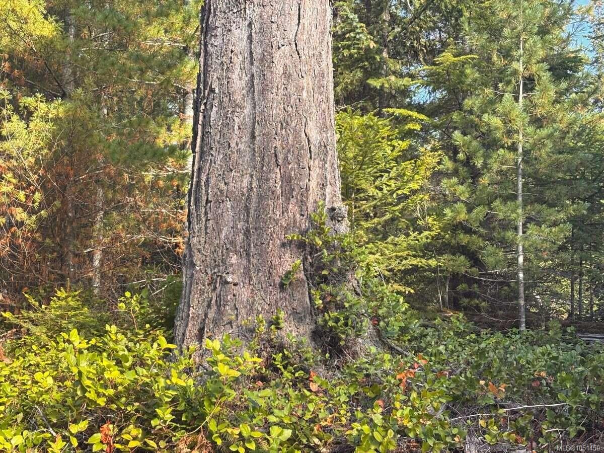 Lot B-6876 Danes Rd — listing photo 9 of 24
