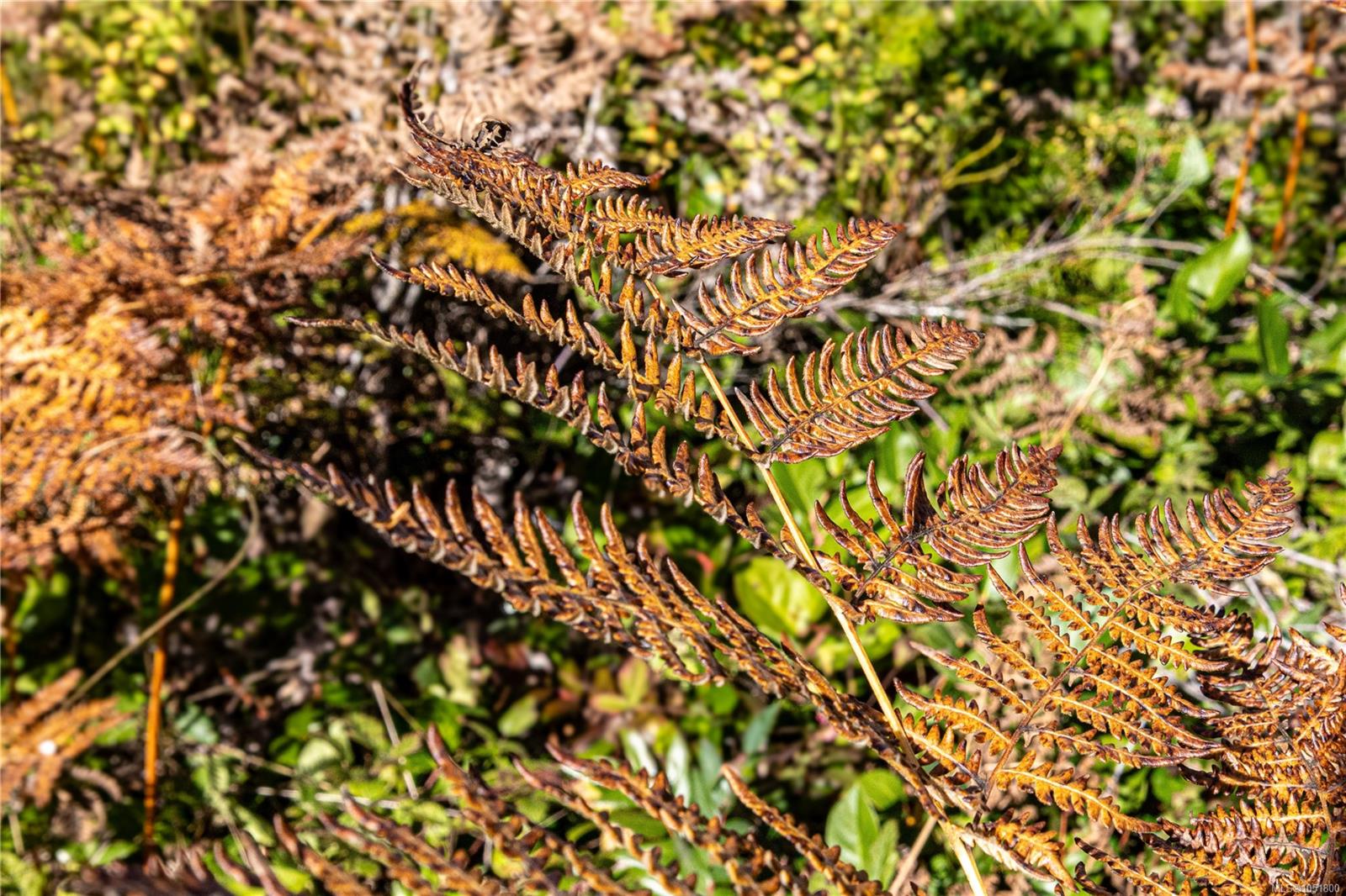 Chantrelle Way — listing photo 9 of 15